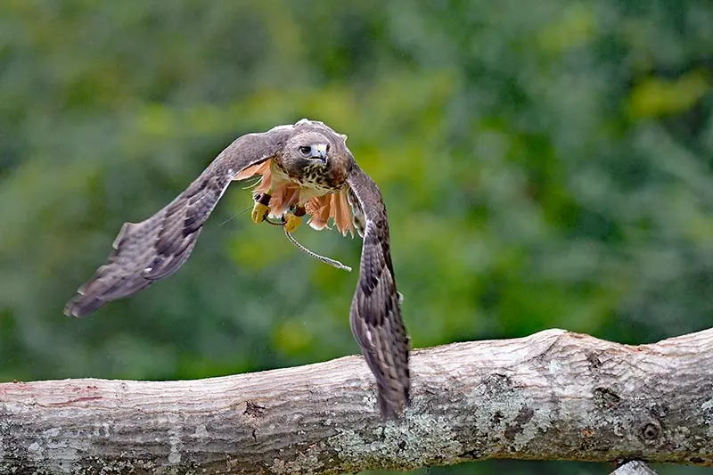Auburn University Raptor Center